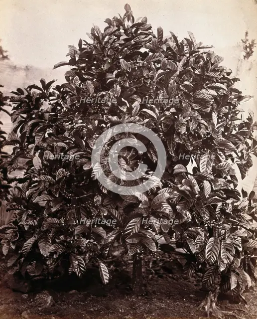 A fruiting coffee tree (Coffea arabica), c1860s. Creator: Unknown.