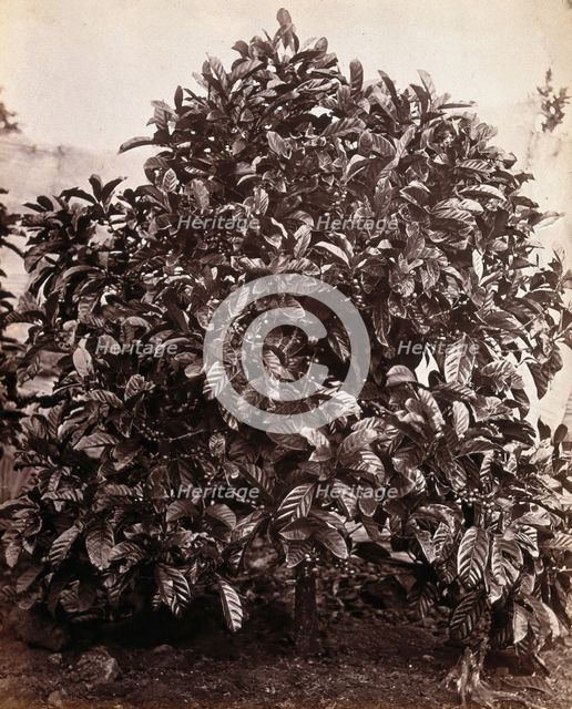 A fruiting coffee tree (Coffea arabica), c1860s. Creator: Unknown.