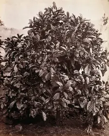 A fruiting coffee tree (Coffea arabica), c1860s. Creator: Unknown
