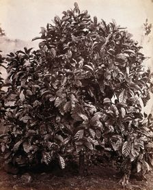 A fruiting coffee tree (Coffea arabica), c1860s. Creator: Unknown