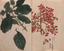 A fruiting plant with red berries, possibly of the Caprifoliaceae family. Creator: Unknown