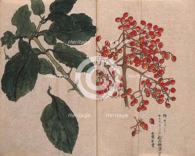 A fruiting plant with red berries, possibly of the Caprifoliaceae family. Creator: Unknown.