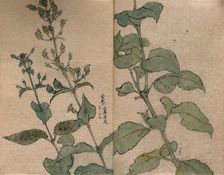 A fruiting plant of the Scrophulariaceae family: stem in two sections. Creator: Unknown