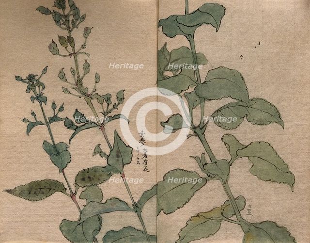A fruiting plant of the Scrophulariaceae family: stem in two sections. Creator: Unknown.