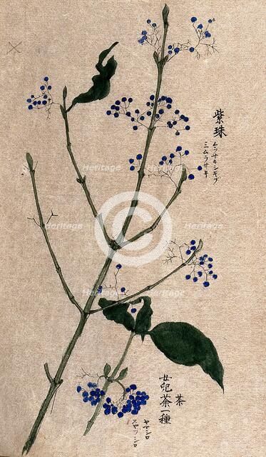 A fruiting plant, possibly a Callicarpa species. Creator: Unknown.