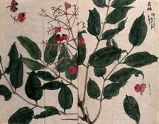 A fruiting plant, possibly of the Flacourtiaceae family. Creator: Unknown