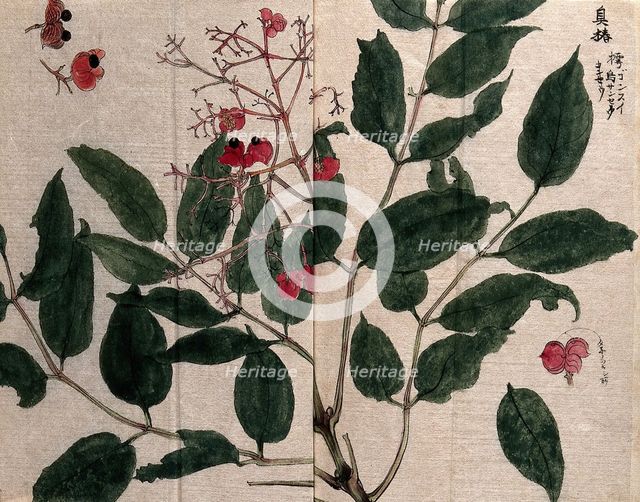 A fruiting plant, possibly of the Flacourtiaceae family. Creator: Unknown.