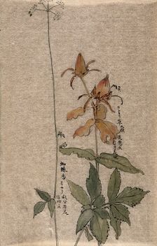 A fruiting rose (Rosa species) on the left, a flowering plant on the right. Creator: Unknown