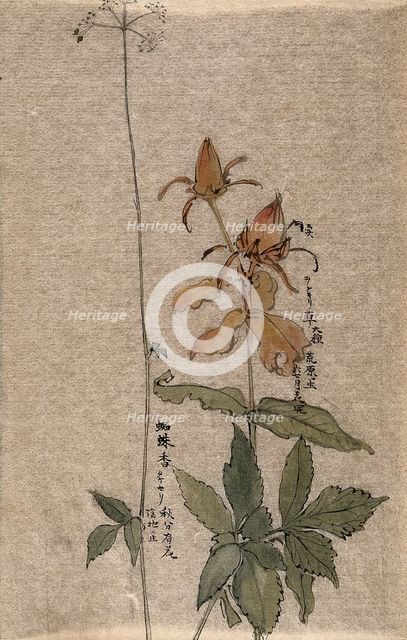 A fruiting rose (Rosa species) on the left, a flowering plant on the right. Creator: Unknown.
