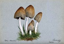 A fungus (Coprinus atramentarius): five fruiting bodies in grass, 1893. Creator: Edwin Wheeler