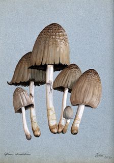 A fungus (Coprinus atramentarius): six fruiting bodies, 1897. Creator: Unknown