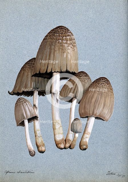 A fungus (Coprinus atramentarius): six fruiting bodies, 1897. Creator: Unknown.