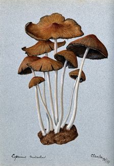 A fungus (Coprinus micaceus): group of fruiting bodies, 1899. Creator: Unknown