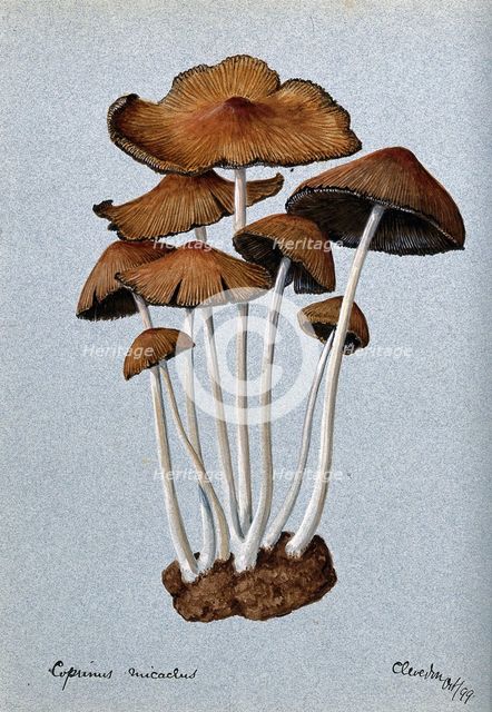 A fungus (Coprinus micaceus): group of fruiting bodies, 1899. Creator: Unknown.