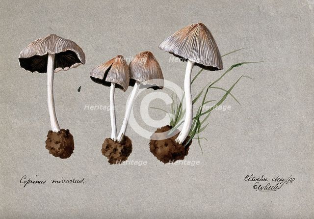 A fungus (Coprinus micaceus): four fruiting bodies, 1888. Creator: Edwin Wheeler.