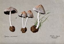 A fungus (Coprinus micaceus): four fruiting bodies, 1888. Creator: Edwin Wheeler
