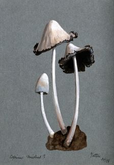 A fungus (Coprinus niveus): three fruiting bodies, 1899. Creator: Unknown