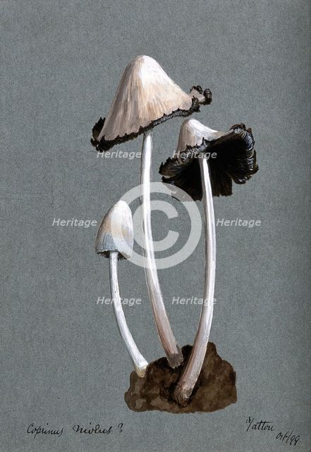A fungus (Coprinus niveus): three fruiting bodies, 1899. Creator: Unknown.