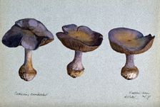 A fungus (Cortinarius species): three fruiting bodies, 1893. Creator: R Baker