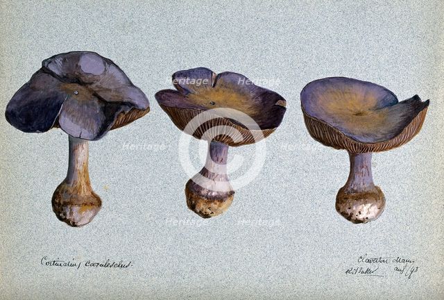 A fungus (Cortinarius species): three fruiting bodies, 1893. Creator: R Baker.
