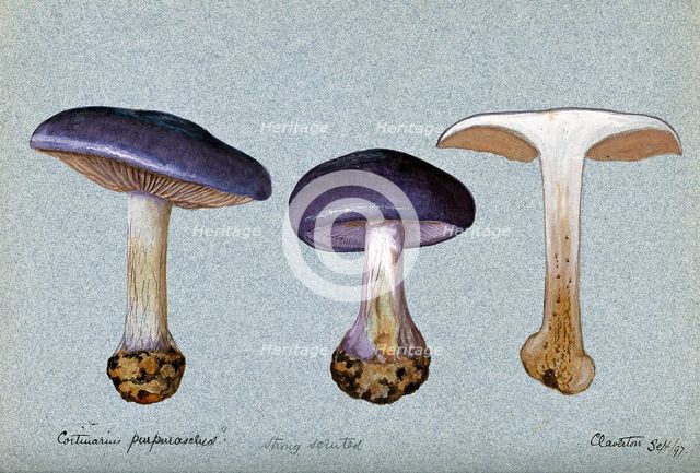 A fungus (Cortinarius purpurascens?): three fruiting bodies, one sectioned, 1897. Creator: Unknown.