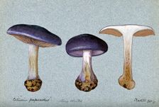 A fungus (Cortinarius purpurascens?): three fruiting bodies, one sectioned, 1897. Creator: Unknown