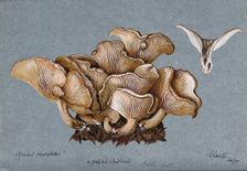 A fungus (Clitocybe phyllophila) growing on soil, 1898. Creator: Unknown