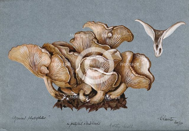A fungus (Clitocybe phyllophila) growing on soil, 1898. Creator: Unknown.