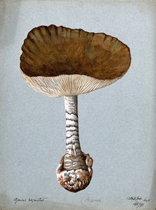 A fungus (Amanita vaginata): one fruiting body, 1891. Creator: Unknown