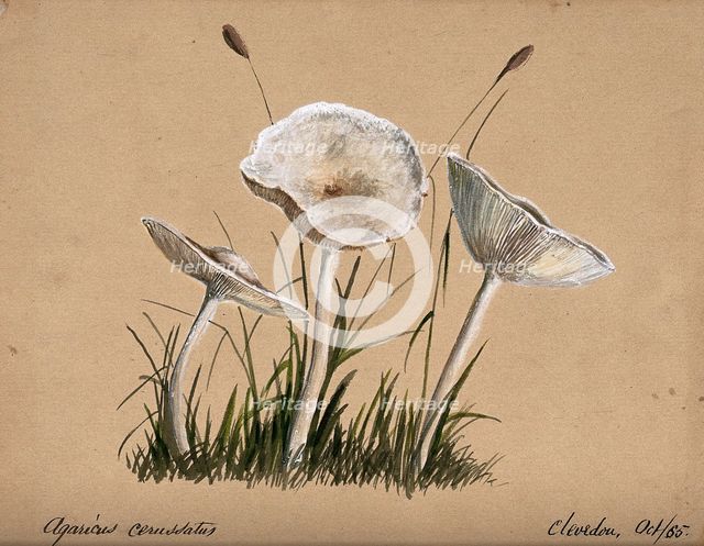 A fungus (Agaricus cerussatus): three fruiting bodies, 1865. Creator: Unknown.
