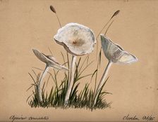 A fungus (Agaricus cerussatus): three fruiting bodies, 1865. Creator: Unknown