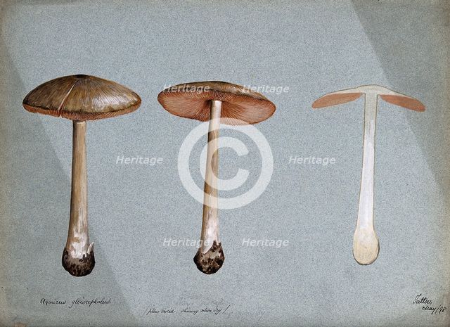 A fungus (Agaricus gloiocephalus): three fruiting bodies, 1898. Creator: Unknown.