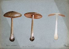 A fungus (Agaricus gloiocephalus): three fruiting bodies, 1898. Creator: Unknown