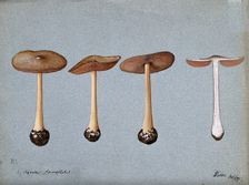 A fungus (Agaricus gloiocephalus): four fruiting bodies, 1899. Creator: Unknown