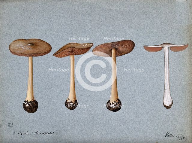 A fungus (Agaricus gloiocephalus): four fruiting bodies, 1899. Creator: Unknown.