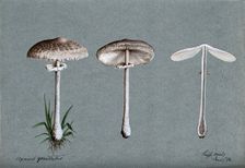 A fungus (Agaricus graciliatus): three fruiting bodies, 1894. Creator: Unknown