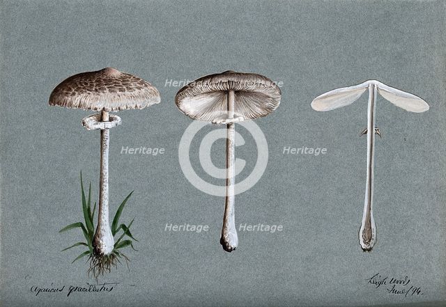 A fungus (Agaricus graciliatus): three fruiting bodies, 1894. Creator: Unknown.