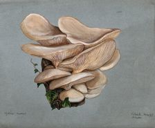 A fungus (Agaricus euosmus) growing on wood, 1896. Creator: R Baker