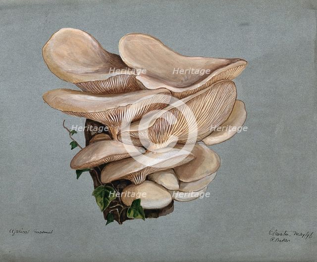 A fungus (Agaricus euosmus) growing on wood, 1896. Creator: R Baker.