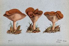 A fungus (Agaricus lobatus?): three fruiting bodies, 1888. Creator: R Baker