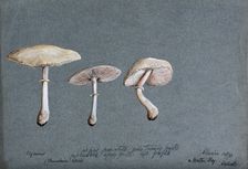 A fungus (Agaricus laevis): three fruiting bodies, 1893. Creator: Edwin Wheeler