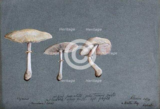 A fungus (Agaricus laevis): three fruiting bodies, 1893. Creator: Edwin Wheeler.