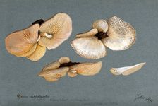 A fungus (Agaricus subpalmatus?): groups of fruiting bodies on wood, 1894. Creator: Unknown