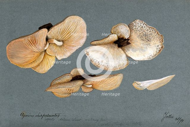 A fungus (Agaricus subpalmatus?): groups of fruiting bodies on wood, 1894. Creator: Unknown.