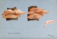A fungus (Agaricus subpalmatus?): groups of fruiting bodies on wood, 1897. Creator: Unknown