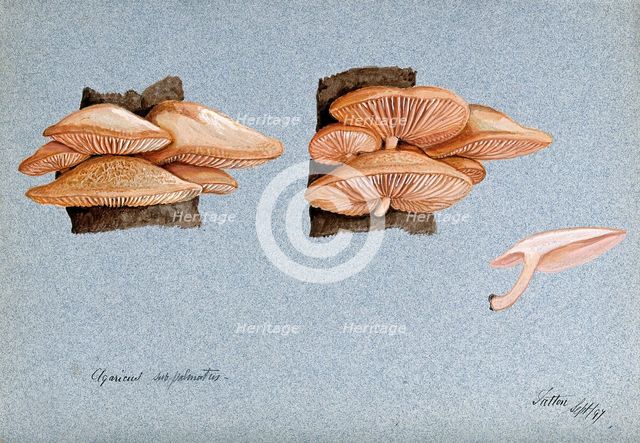 A fungus (Agaricus subpalmatus?): groups of fruiting bodies on wood, 1897. Creator: Unknown.