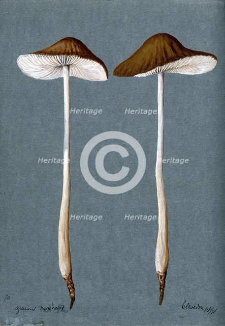 A fungus (Agaricus radicatus?): two fruiting bodies, 1896. Creator: Unknown.