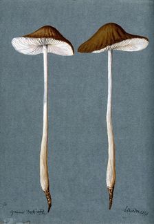 A fungus (Agaricus radicatus?): two fruiting bodies, 1896. Creator: Unknown