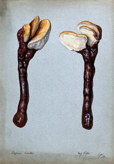 A fungus (Ganoderma lucidum): two fruiting bodies, 1899. Creator: C Bucknall