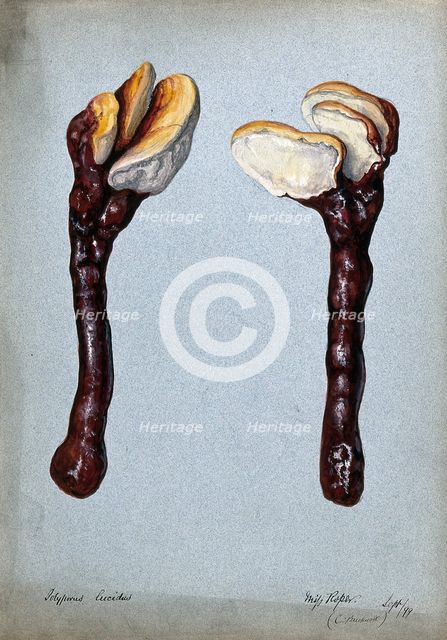 A fungus (Ganoderma lucidum): two fruiting bodies, 1899. Creator: C Bucknall.